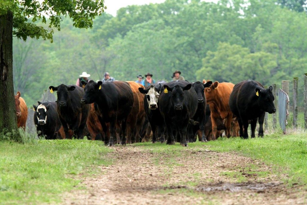 Rounding up the Cattle for our annual Ranch Round Up. 