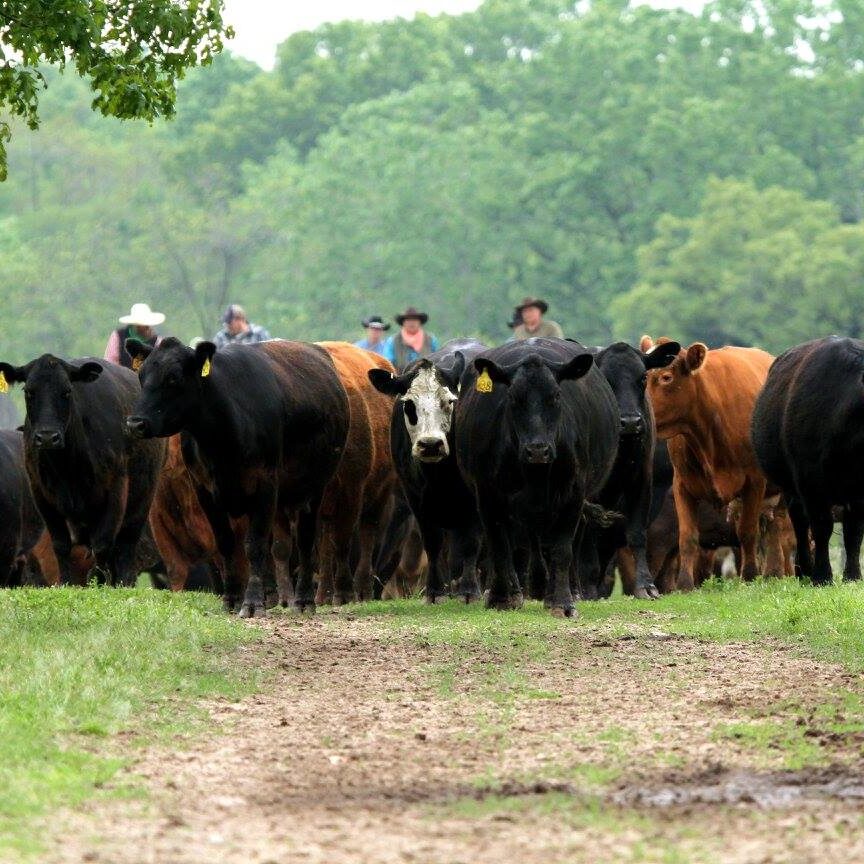 Rounding up the Cattle for our annual Ranch Round Up. 