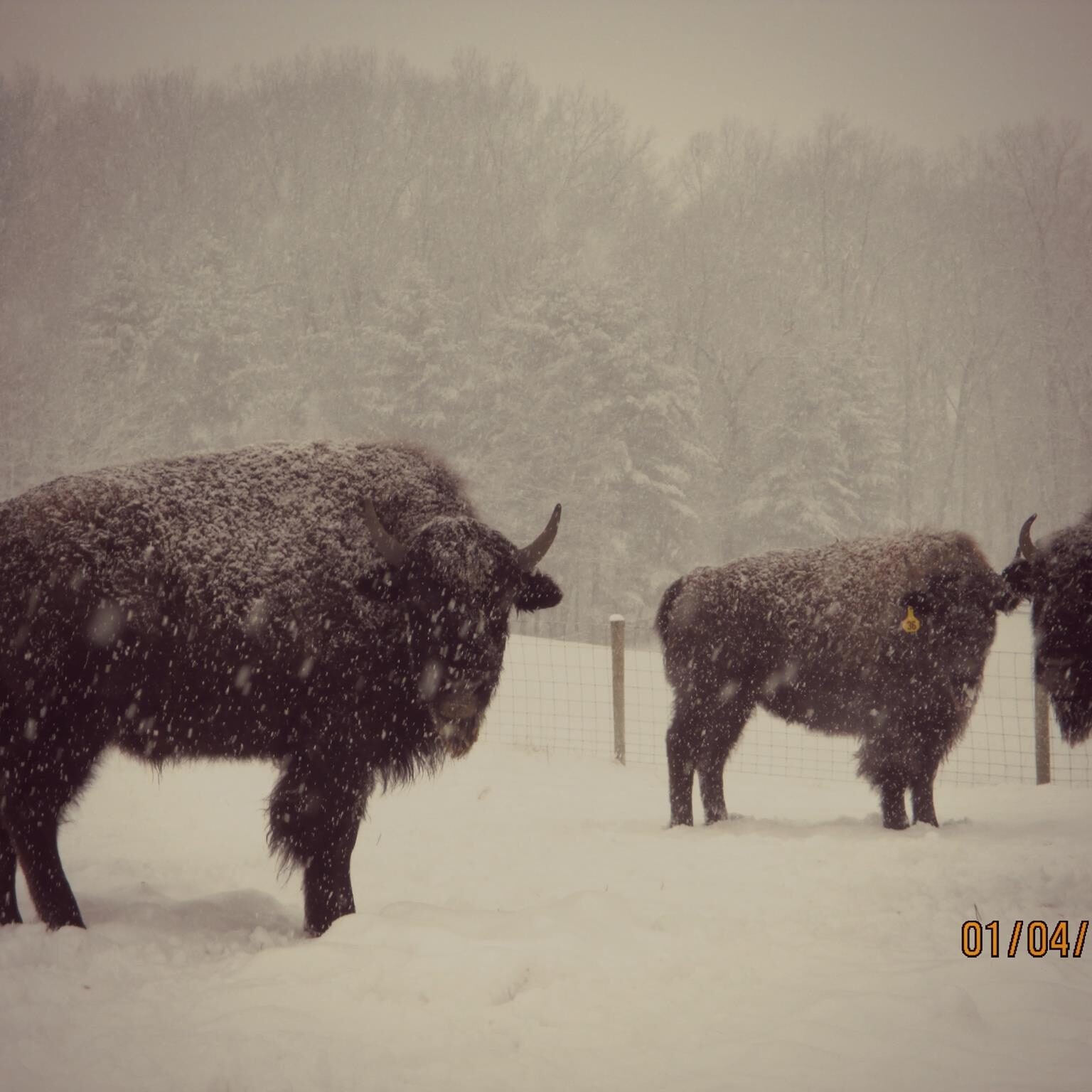 buffalo winter close up